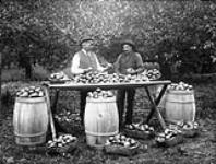 G.T. Turnbull, sorting apples 1900-1910