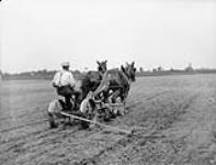 Planting corn 1900-1910