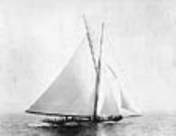 The yacht "Shamrock" 1899