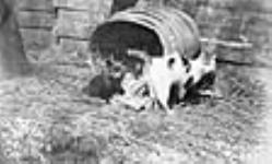 Renards argentés élevés par un chat, ranch de P. Haywood Tignish, Île-du-Prince-Édouard 1914