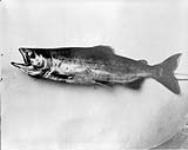 Land-locked salmon, 11" long, Nicola Lake, B.C 1890