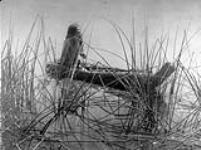 A Pomo native in a canoe of tule. [California] 1924