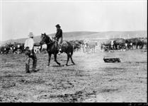 Branding calves, Circle Ranch, Little Bow River, Alberta [1905] [1905]