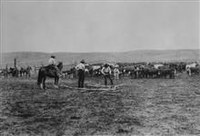 Branding Calves, Circle Ranch, Little Bow River, Alberta. [1905] [1905]