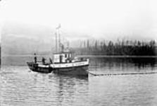 Purse Seining, Quathiaski Cove, Campbell River, B.C [1930]
