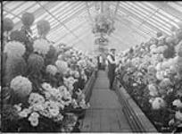 Display of "Mums" in greenhouses, Central Experimental Farm, Ottawa, Ont [1920's]