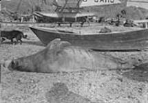 Walrus shot by personnel of Hudson Strait Expedition, Nottingham Island, N.W.T Aug. 3, 1928