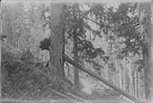 Cedar tree penetrated by another tree, effect of a snowslide, Slocan, B.C 1909