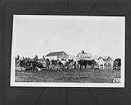 Cattle at Resolution, N.W.T