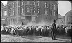 Sheep on Raglan Street ca. 1910