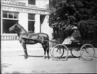 Mr. Story driving "Prince Bayton" Aug. 1909