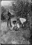 Edna Boyd cutting Jack-o-lantern with boys looking on 13 Oct. 1908