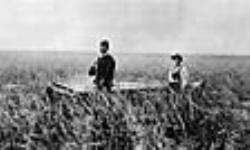 [Michi Saagiig Nishnaabe men gathering wild rice]. Original title: Indians gathering wild rice 14 octobre 1921.