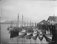 Fishing Boats - 445,000 lbs. - 20 carloads of halibut landed in Prince Rupert 1 Mar 1921