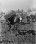 Pack mule, Hazelton, B.C., 1908-1912 1908-1912