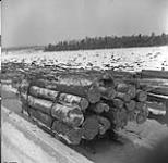 Unloading log from sleigh at the log dump at Cassels Lake 1949