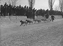 [Dog sled race], 1936 1936