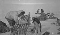 Aviuk ices the sled runners, using a specially designed polar bear mitt 25 March 1931