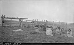 [Inuit visitors at reindeer corrals] Original title: Eskimo visitors at reindeer corrals 1938