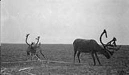 Reindeer roped to be sled deer - Corrals. [Richards Island, N.W.T.] July 1937