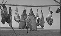 Reindeer meat - roundup camp. Richards Island, N.W.T. July 1937