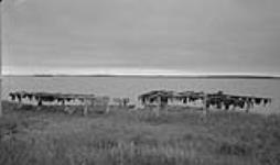 Whale meat being dried, Kidluit Bay, Richard Island, N.W.T June 1941-September 1941.