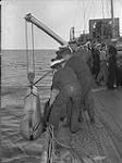 Ratings hoisting practice torpedo aboard H.M.C.S. "Ottawa" Aug. 1940