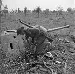 A Canadian infantryman examining an earth-emplaced German 88mm anti-tank gun in the Hitler Line near Aquino, Italy, 25 May 1944 May 25, 1944