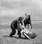 Joyce Burton, daughter of Eugene Burton owner of the V-Bar-T Ranch ropes a calf May 1943