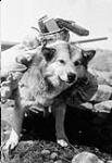 Dog carrying gear, Larsen Expedition, [Unknown, N.W.T.? Nunavut?], ca. 1940-1944 [ca. 1940-1944].