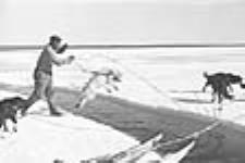Un homme aidant son attelage de chiens Husky à sauter par-dessus un courant d'eau découvert sur une surface de glace à Taloyoak (Nunavut) [Phillip Napacherkadiak et son attelage de chiens. Son komatik (traîneau) a été construit selon le style de l'Arctique de l'Est] [1949-1950].