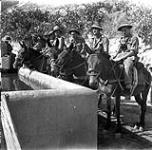 Pioneer platoon of the Royal Canadian Regiment watering their mules near Regalbuto, Italy, 4 August 1943 August 4, 1943.