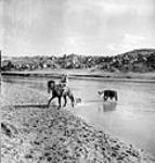 Cowhand from the Leslie ranch near Picture Butte leading calf and its mother to summer pastures across the Milk River Mar. 1944