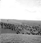Cattle on Sandy Gilchrist's ranch en route to summer pastures Mar. 1944