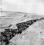 Un troupeau en route vers les pâturages d'été de l'autre côté de la rivière Milk Mars 1944