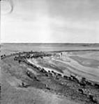 Cattle en route to summer pastures across the Milk River Mar. 1944
