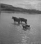Five cowhands round up cattle and push them on to ford the Milk River in the drive to summer pasture Mar. 1944