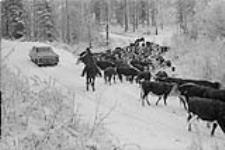 The herd driver's chief problem is meeting a car which often sends the cattle into the bush. Here, the cattle are nearing their destination -- Quesnel, B.C Oct. 1956