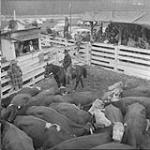 The end of the 200 mile walk from the Home Ranch to Quesnel, B.C. is the cattle ring, where Pan Phillips on horseback moves his beef around for buyers' appraisal. They stood the rough march well, because he never hurried them Oct. 1956