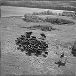 On the way to the Quesnel, B.C., cattle sale, Pan Phillips reaches the abandoned Indian village of Kluskus, where his cattle rest for a couple of days Oct. 1956