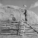 Pan Phillips builds on his Home Ranch, B.C., a special guard rail along the bottom of the fence to protect hay against the appetite of moose. Pann's mallet is a kind of tree trunk Oct. 1956