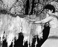 [A young woman on the Cowichan reserve has washed these fleeces and now hangs them on the line to dry. They will then be spun into yarn to be knitted into the Cowichan sweaters] 1960.