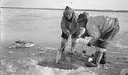 Anaumik and Khakpuk removing fish from nets 1931
