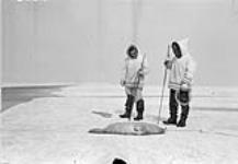 Inuit Idloujk and Kadloo look at harpooned seal on ice of Pond Inlet, off Button Point. [Harold Kalluk (left) and Joseph Idlout (right). Idlout had just caught a seal with his harpoon.] 1952