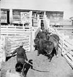 Loading cattle in railway cars Mar. 1944