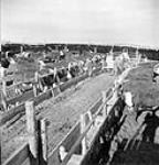 Cattle at the ranch of Sandy Gilchrist Mar. 1944