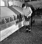 Un jeune collecte des oeufs durant sa période de tâches d'une durée d'une heure à la ferme école de Fairbridge May 1947