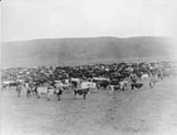 Cattle at Coldstream Ranch, British Columbia n.d.