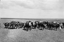 Herd of cattle, Radisson, Saskatchewan n.d.