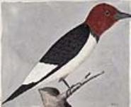 A kind of woodpecker common in Upper Canada August 7, 1806